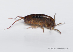 Talitroides topitotum