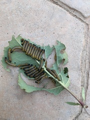 Oedemasia concinna