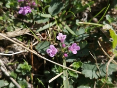 Thymus praecox britannicus