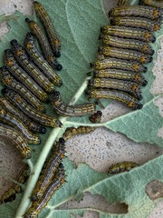 Oedemasia concinna