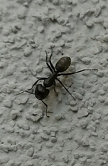 Camponotus