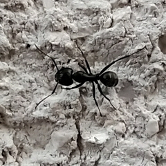 Camponotus