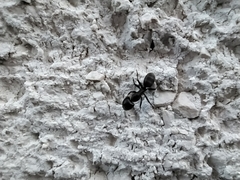 Camponotus