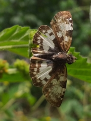 Chiomara asychis
