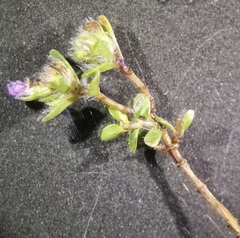 Thymus praecox britannicus