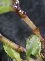 Thymus praecox britannicus