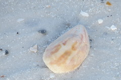 Crepidula fornicata image