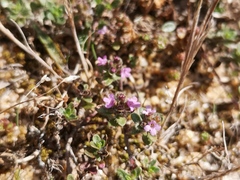 Thymus praecox britannicus