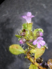 Thymus praecox britannicus