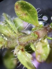 Thymus praecox britannicus