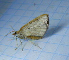 Eulithis testata