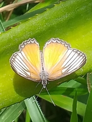 Mestra hersilia hersilia