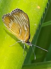 Mestra hersilia hersilia