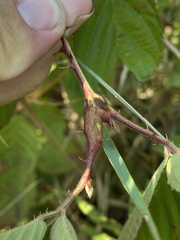 Neolasioptera nodulosa
