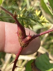 Neolasioptera nodulosa