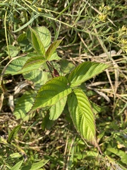 Neolasioptera nodulosa