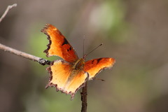 Polygonia haroldii