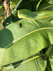 Oncopeltus fasciatus
