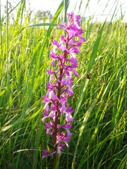 Anacamptis palustris elegans