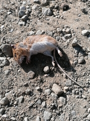 Apodemus flavicollis