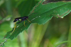 Exetastes suaveolens