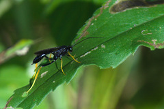 Exetastes suaveolens