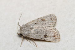 Caradrina rebeli