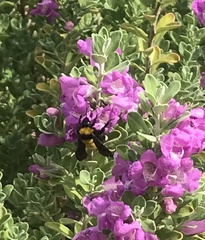 Bombus sonorus