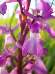 Anacamptis palustris elegans