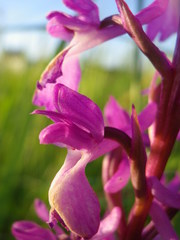 Anacamptis palustris elegans