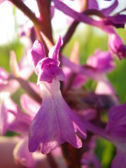 Anacamptis palustris elegans