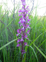 Anacamptis palustris elegans