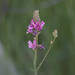 Sidalcea oregana spicata - Photo (c) Donna Pomeroy, algunos derechos reservados (CC BY-NC), subido por Donna Pomeroy