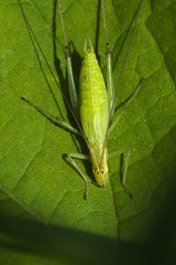 Oecanthus forbesi