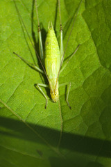 Oecanthus forbesi