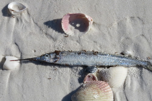 Ballyhoo halfbeak (Hemiramphus brasiliensis) — Hemiramphidae — 2