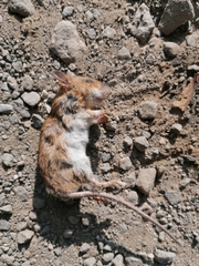 Apodemus flavicollis