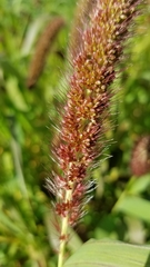 Setaria viridis major