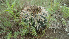 Coryphantha pycnacantha