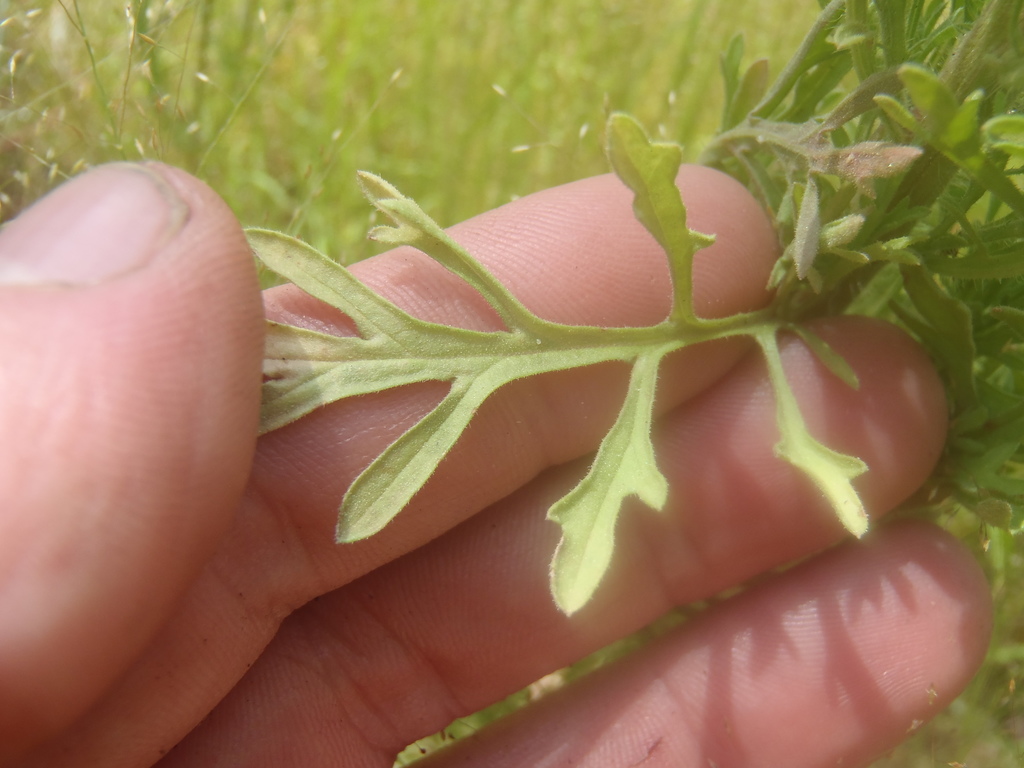Leafy Horseweed
