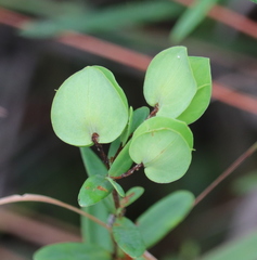 Hypericum crux-andreae