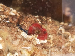 Urticina felina