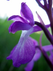 Anacamptis palustris elegans
