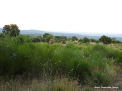 Lavandula pedunculata