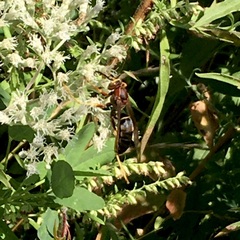 Polistes annularis
