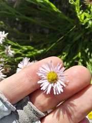 Erigeron caespitosus