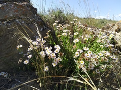 Erigeron caespitosus