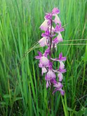 Anacamptis palustris elegans