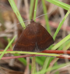 Argyrostrotis deleta