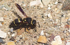 Euodynerus castigatus